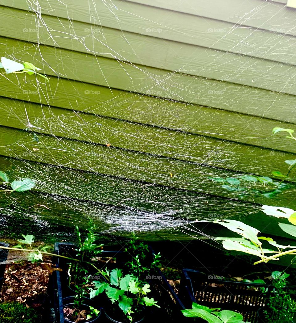 Spiderweb