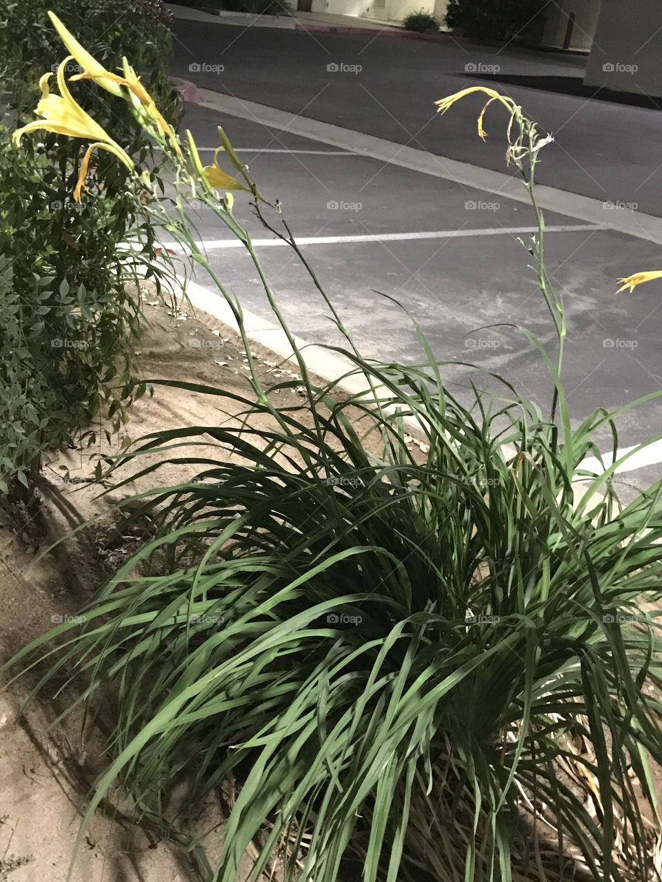 Spider plant at night in the church parking lot.