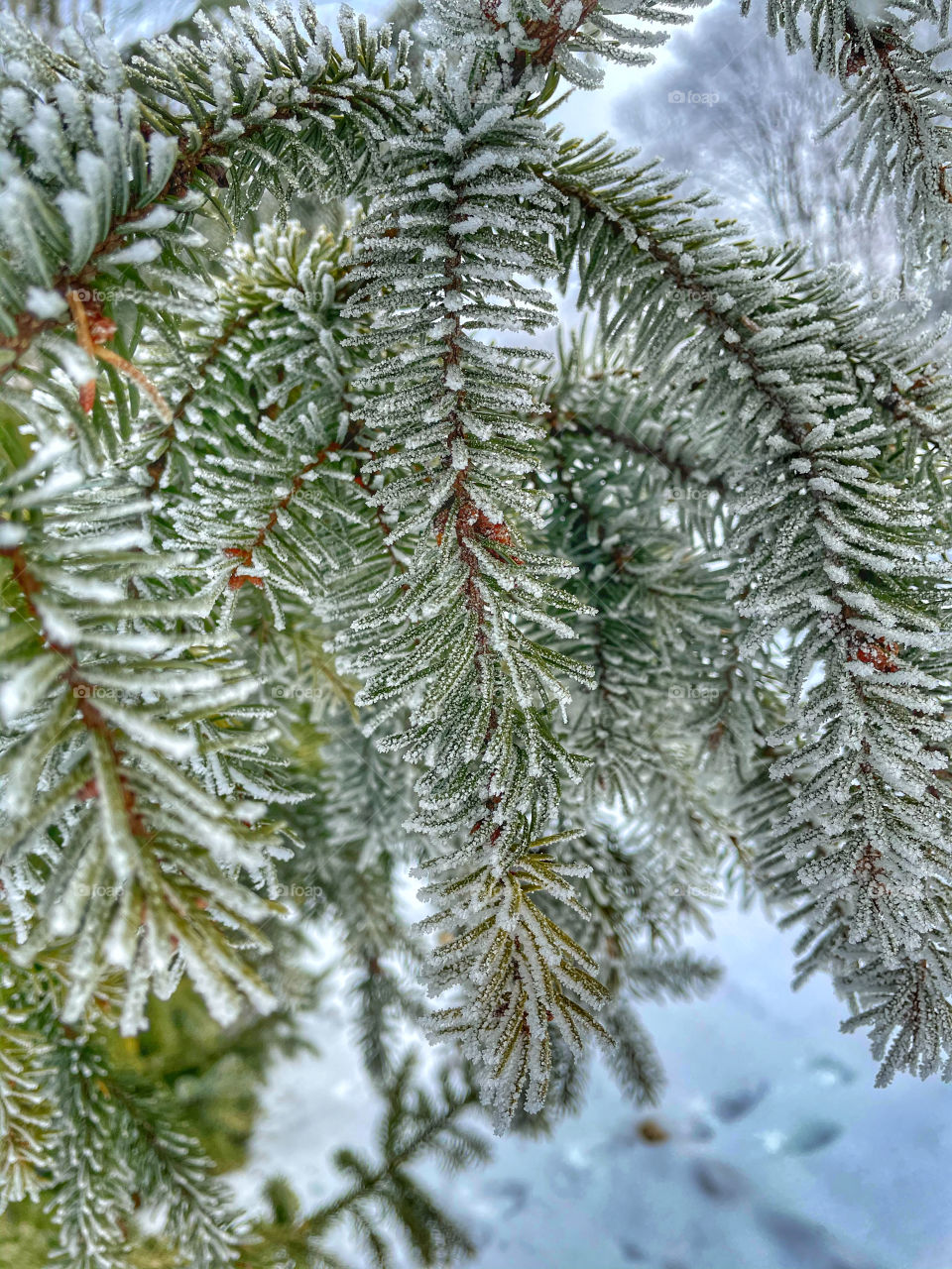 Frosty trees