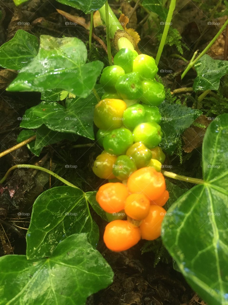 Green and orange berries 