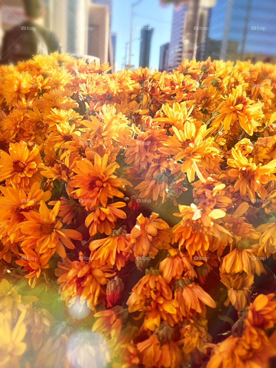 Close-up of bright fresh flowers