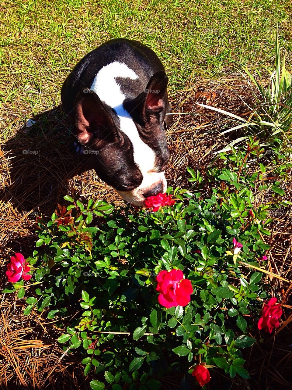 Take Time to Smell the Roses