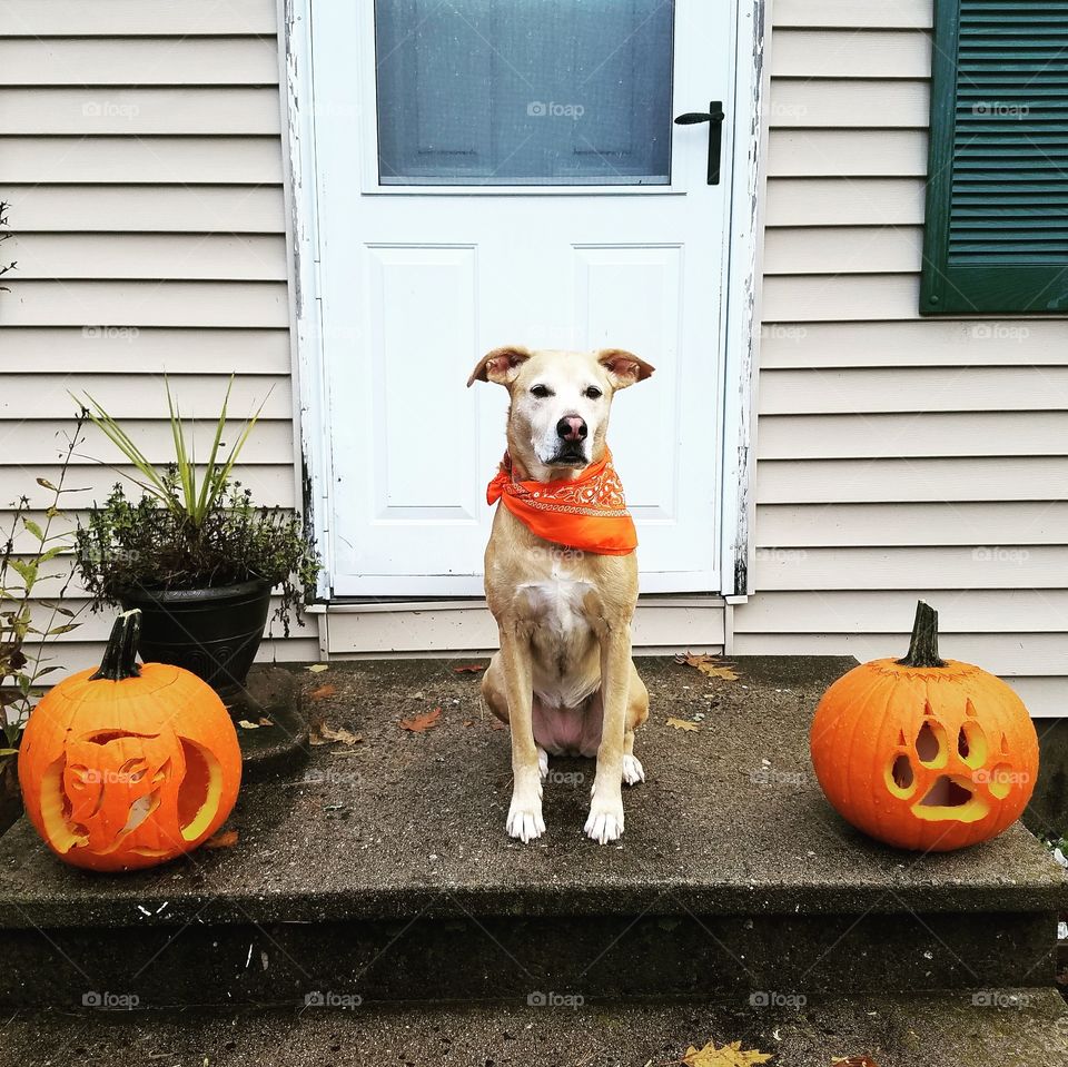 Just a dog and her pumpkins