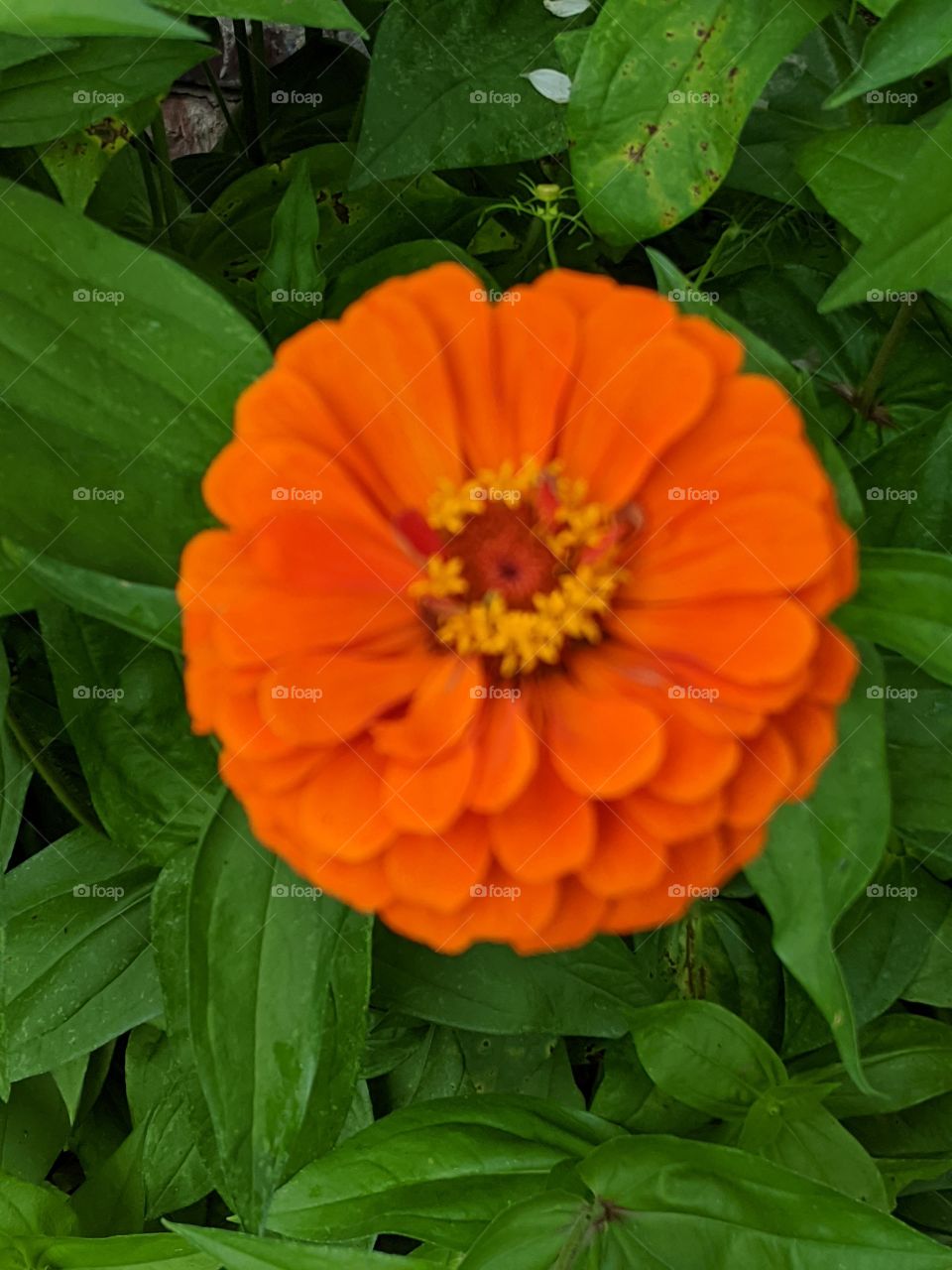 zenia of orange