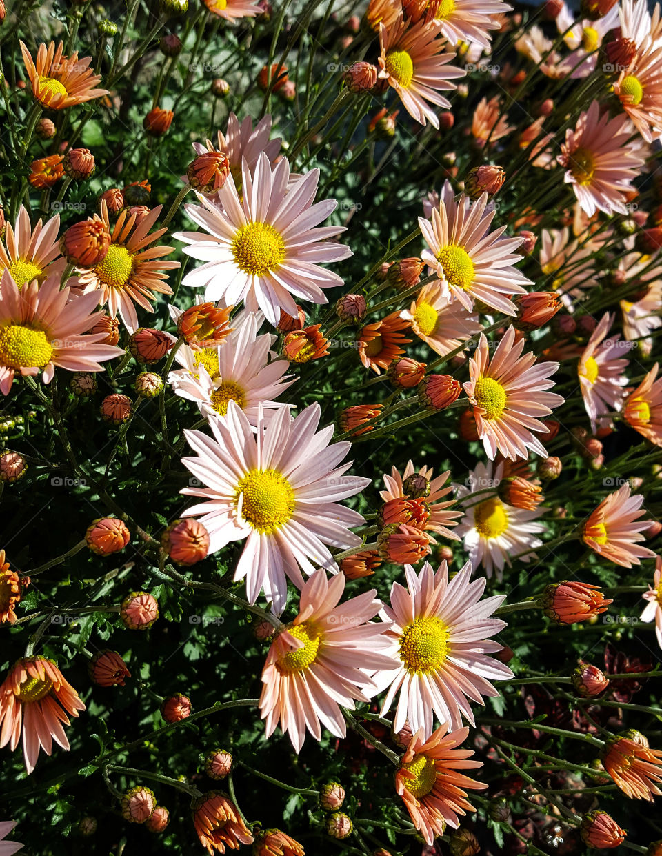 High angle view of daisy flower