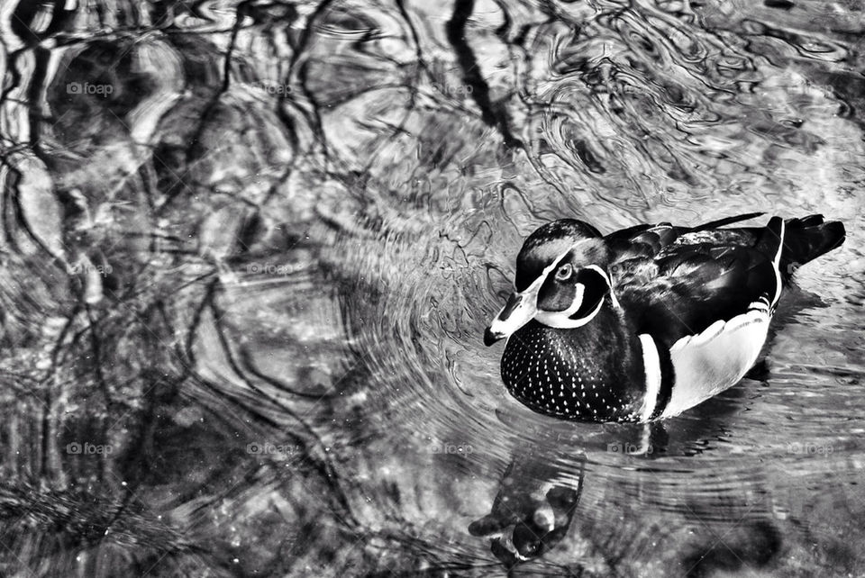water bird zoo reflection by Nikita80