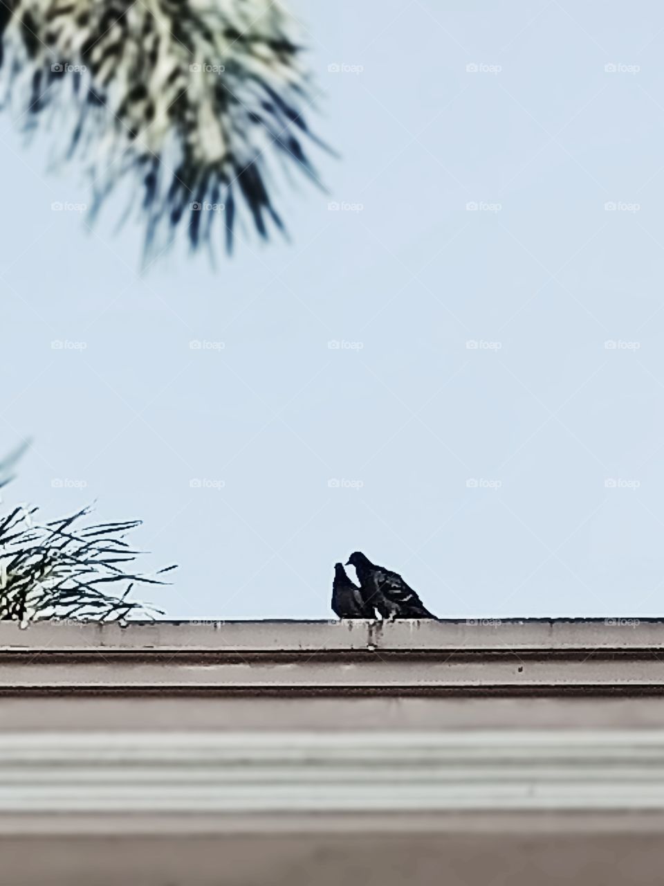 Two birds on the rooftop