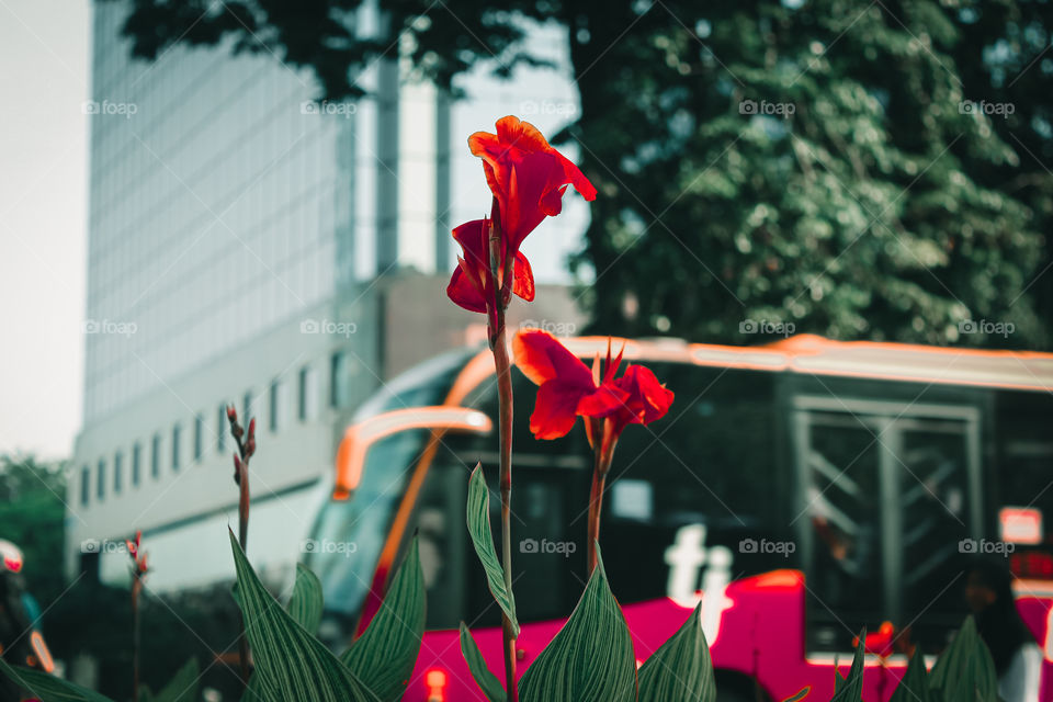 Two flowers on the roadside, Jakarta, Indonesia