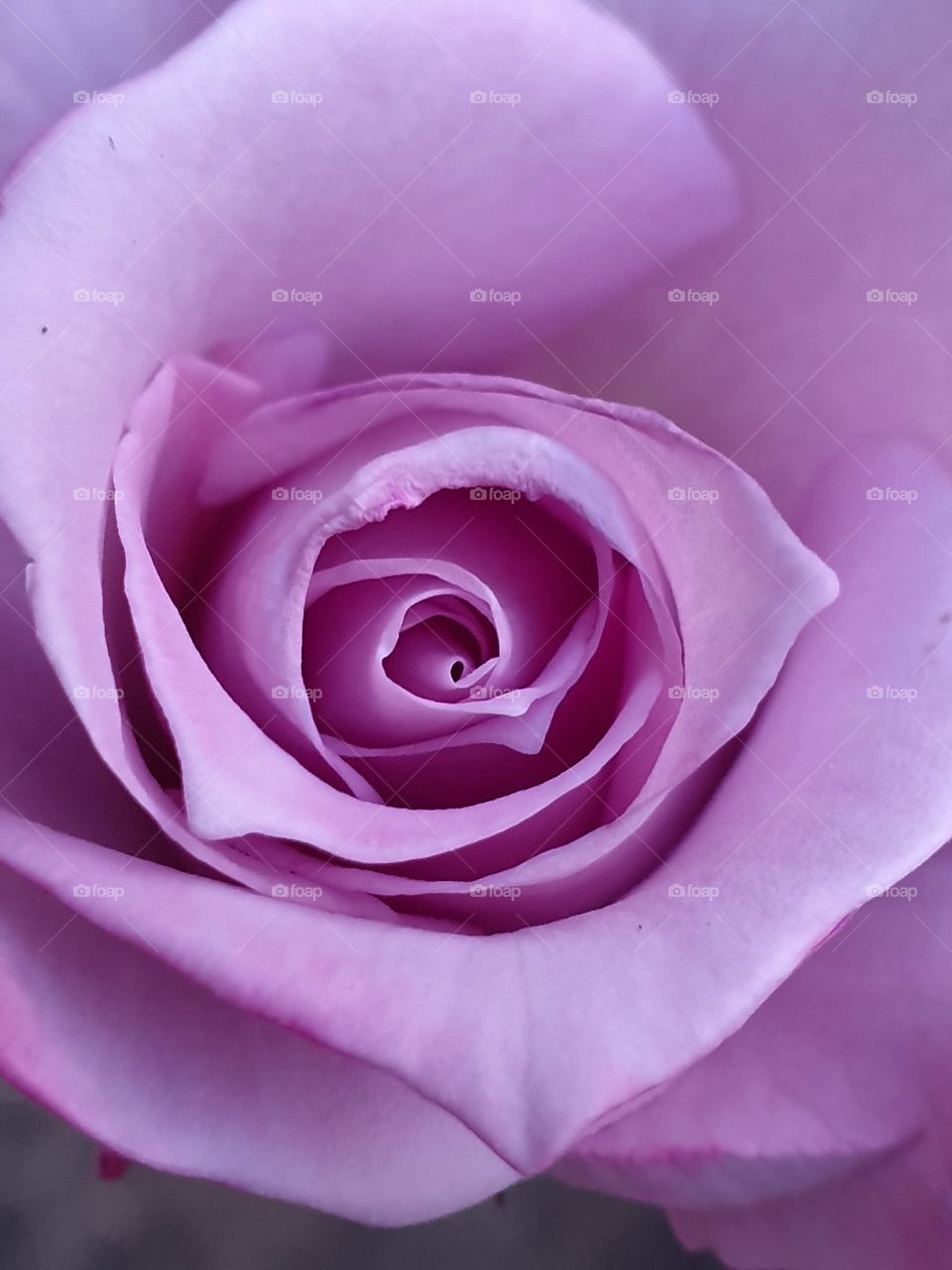 violet rose from the top macro
