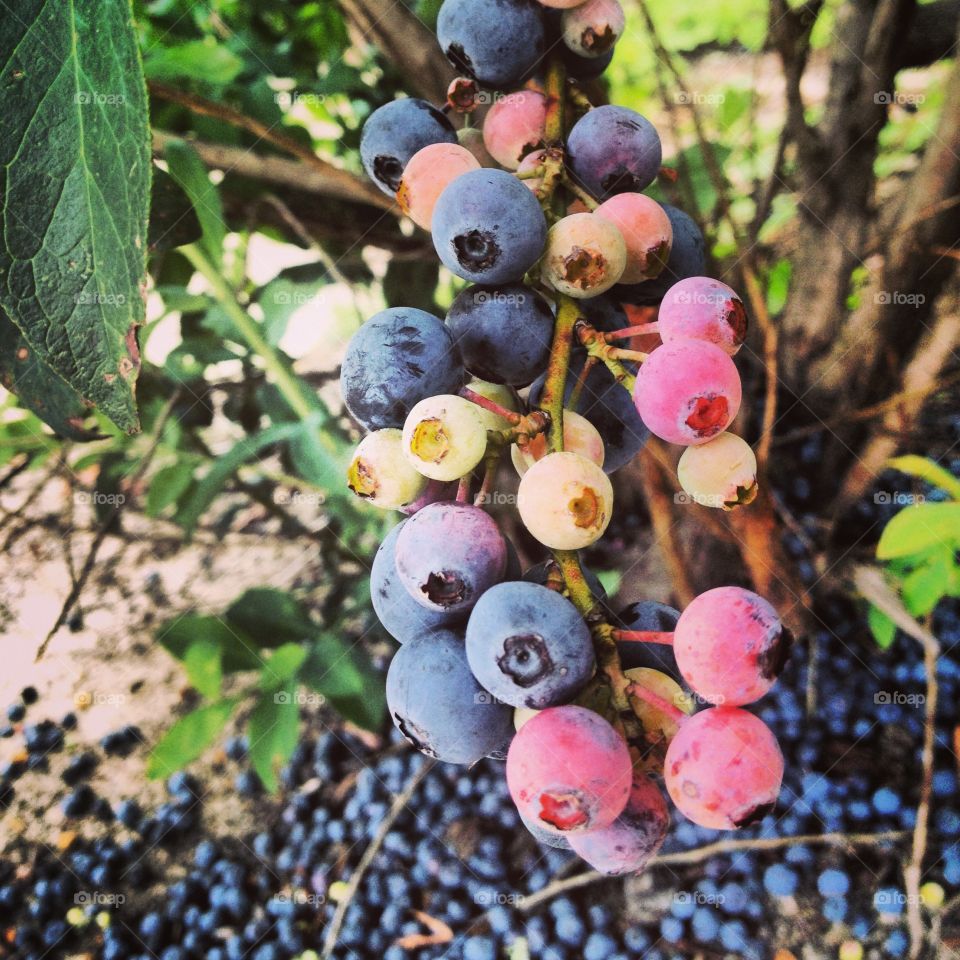 Blueberries