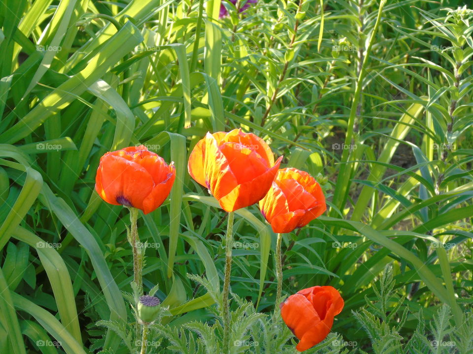 red poppies