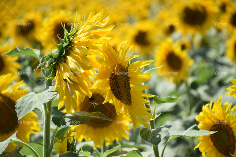 Nature, Flower, Flora, Leaf, Summer