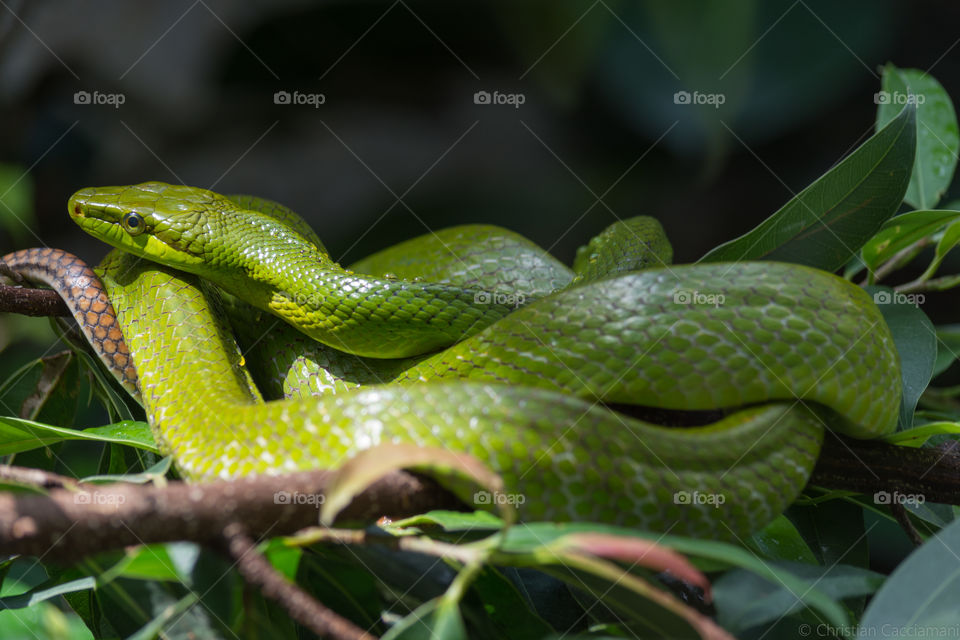 Green Snake in Zurigo Zoo