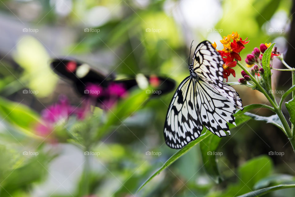 butterflies garden