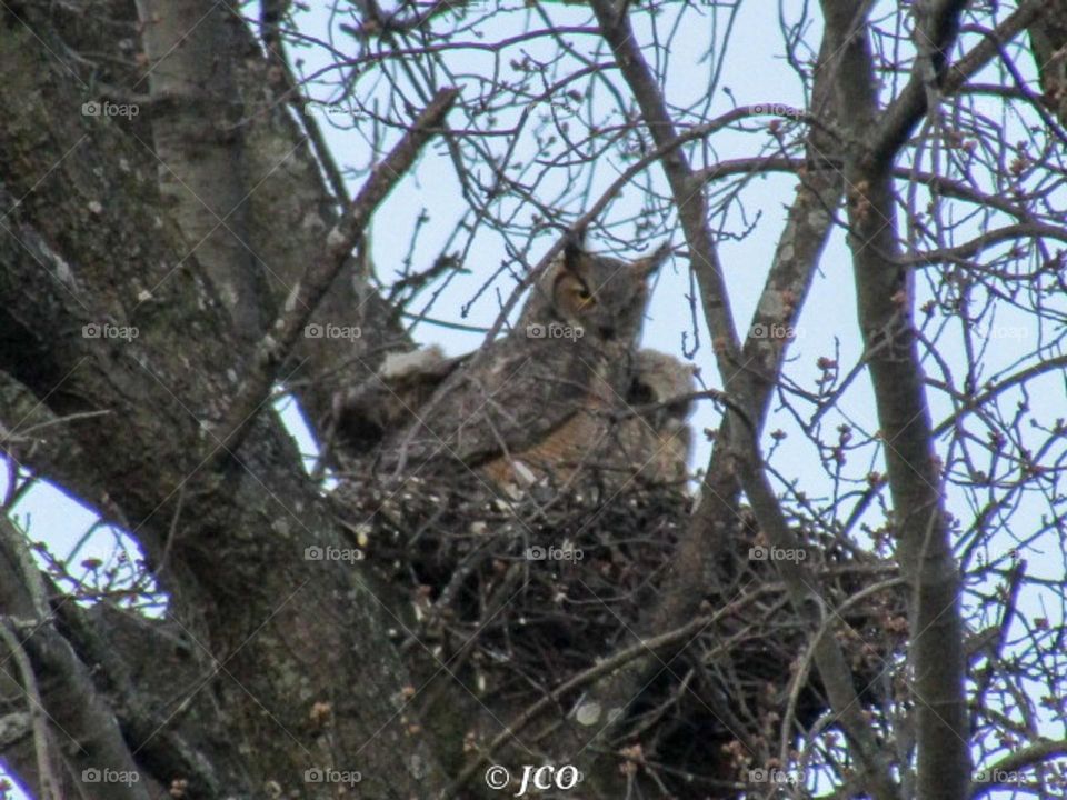 Great Horned Owl and one of her babies. Mother nature is amazing!