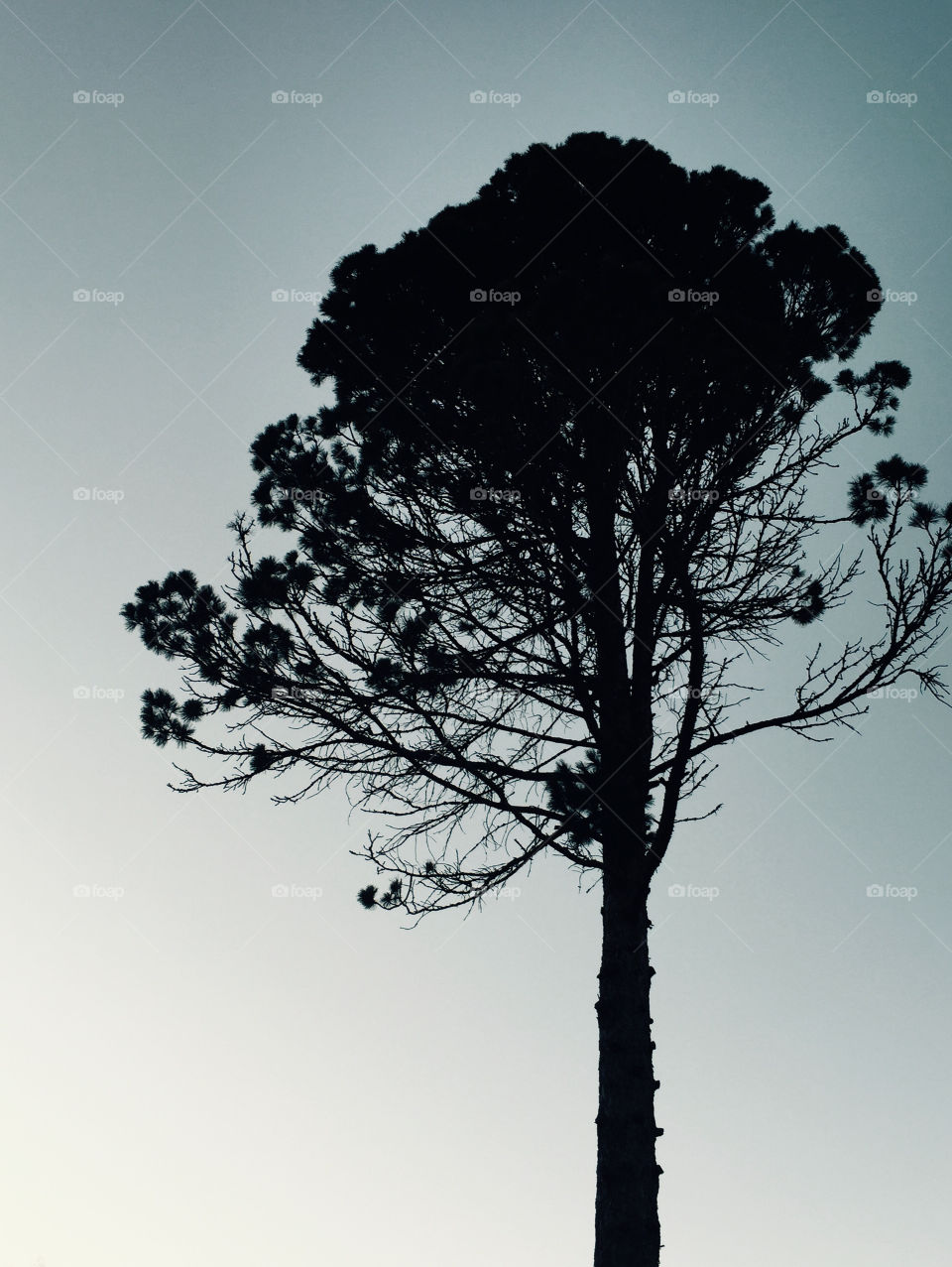 Stand alone. A silhouette of a pine tree on tke background of evening sky.