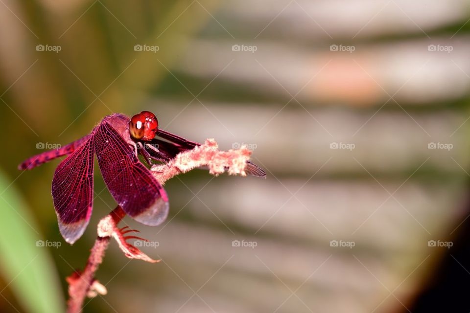 Red dragonfly on branch