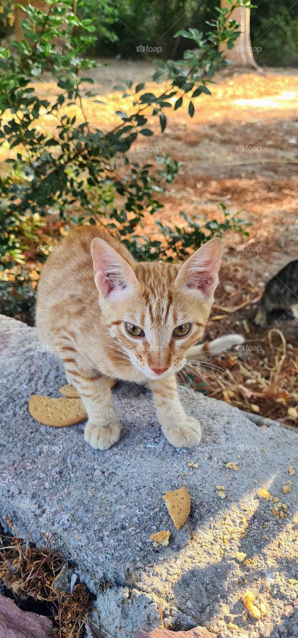 wild cat of Rhodes