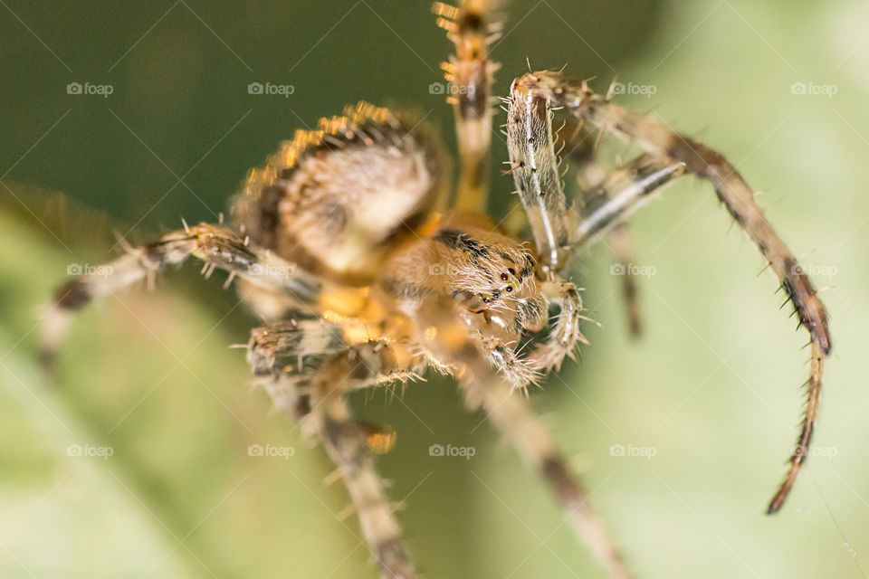 Close-up of spider