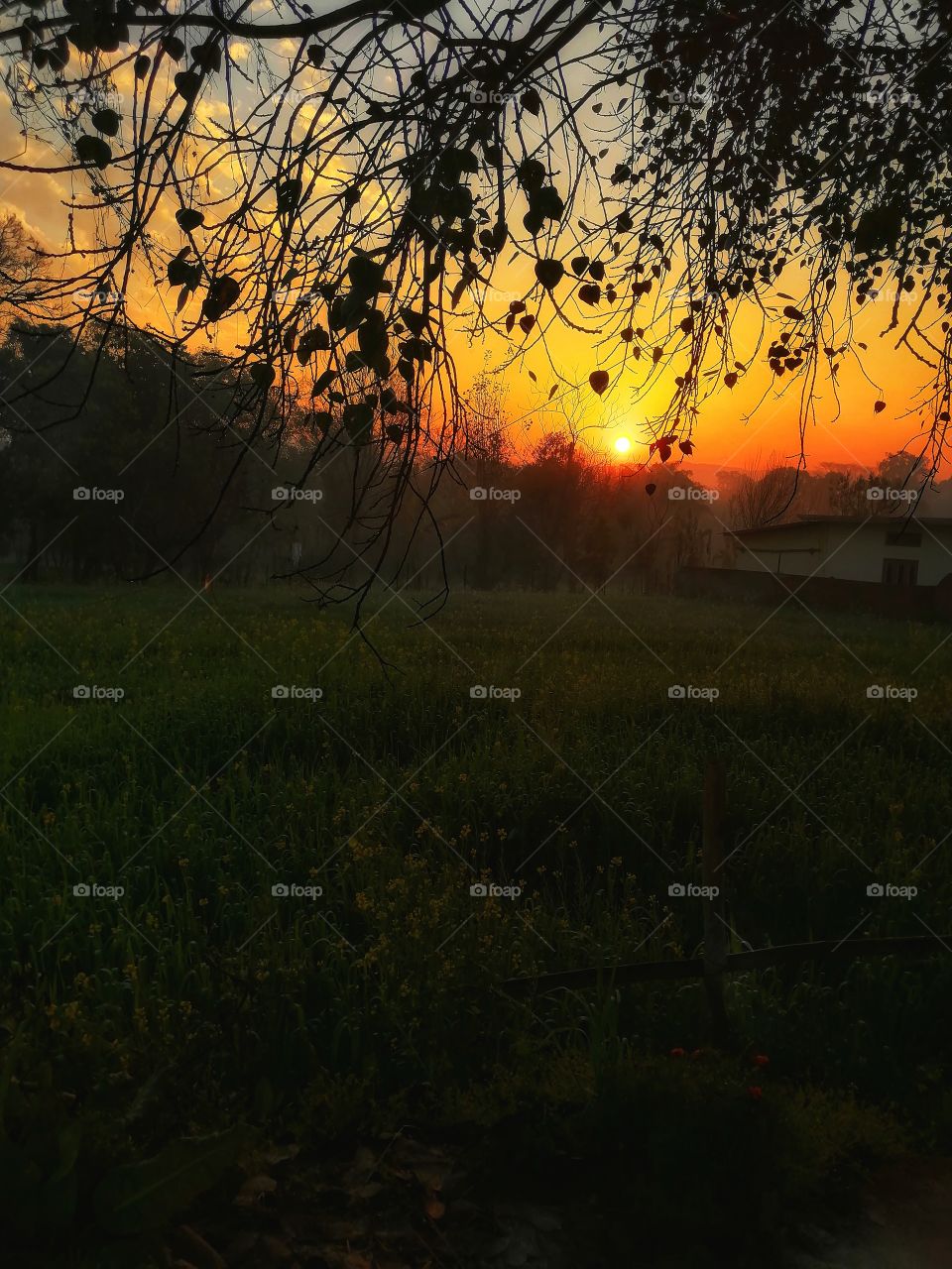 Beautiful sunset and black  dark leaves in evening .