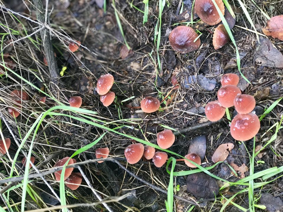 Beautiful mushrooms 
