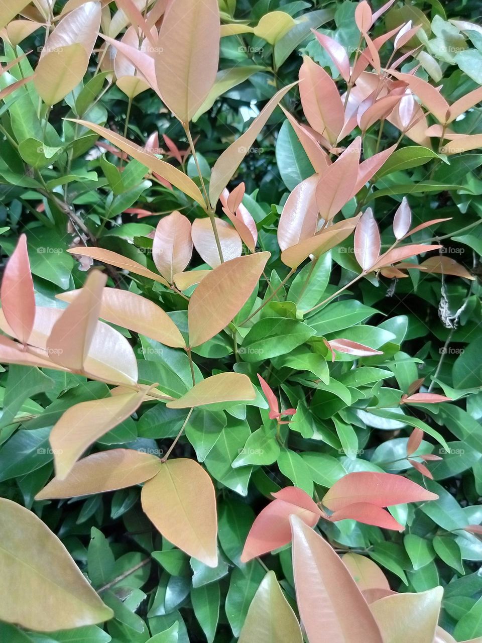 Commonly known as Lilly Pilly, Syzygium are one of the most popular Australian native plants. Lilly Pillies are evergreen rainforest plants with glossy, deep green leaves. Many varieties have flushes of colourful new growth, ranging from bright pinks