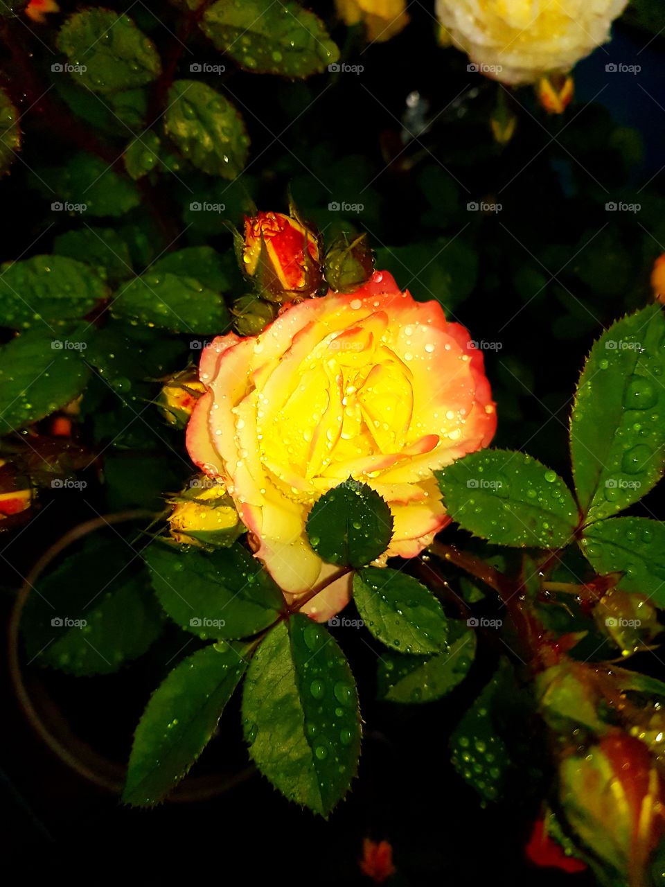 raindrops on roses