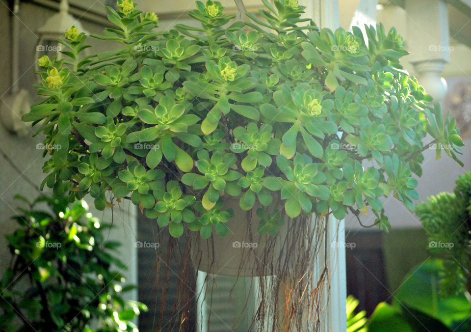 hanging house plant