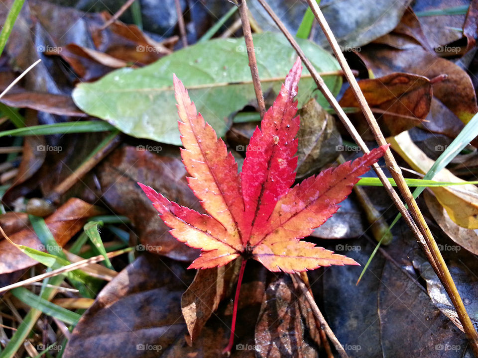 Leaf, Fall, Nature, Flora, Season