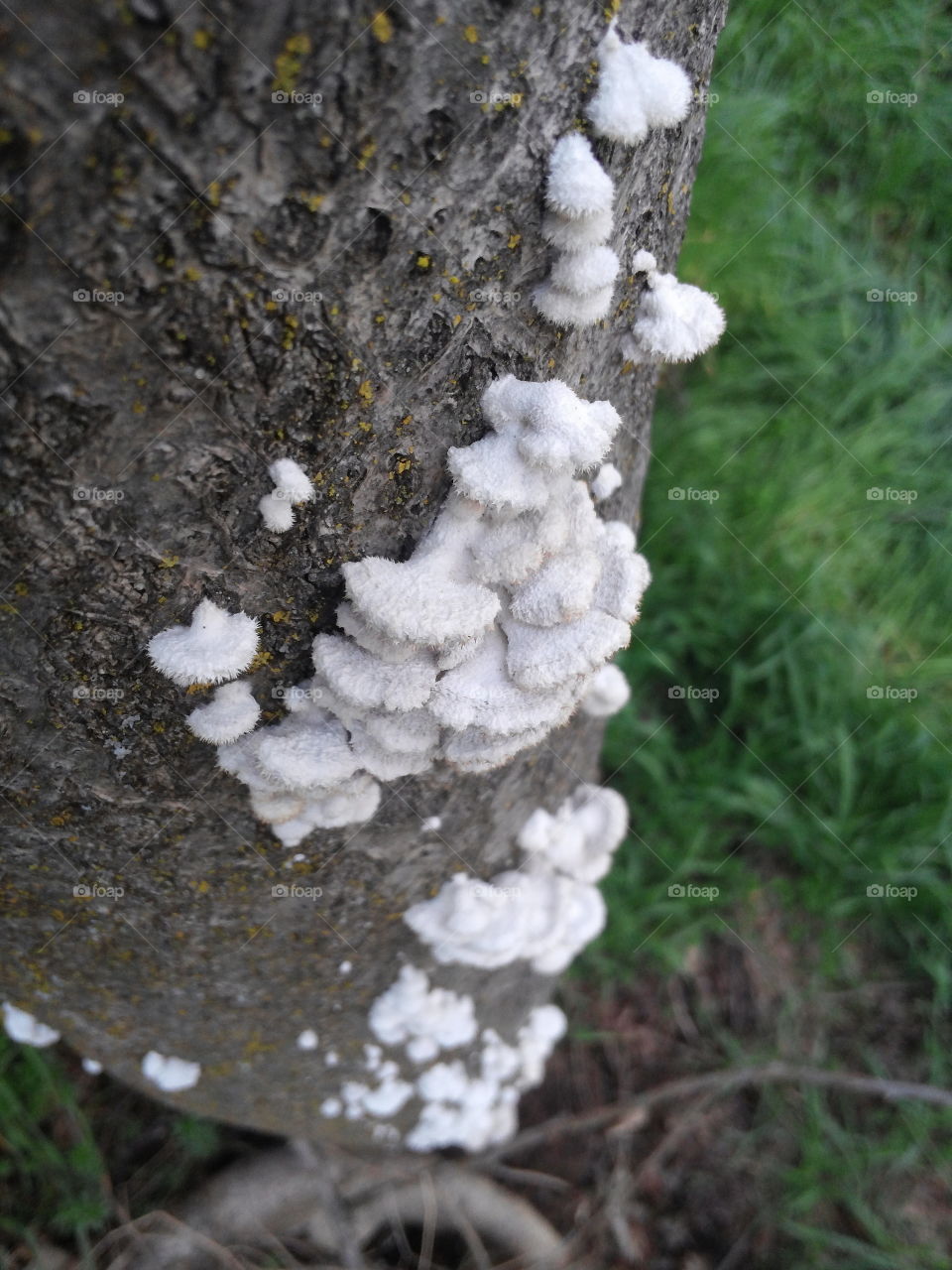 Fungus