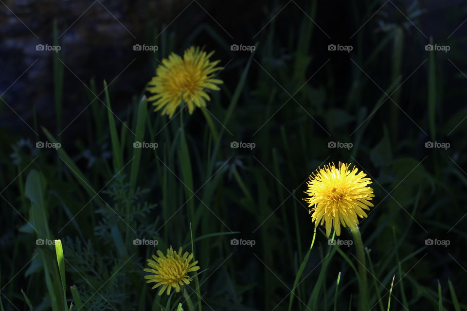 Splash of yellow dandelion against a dark background.