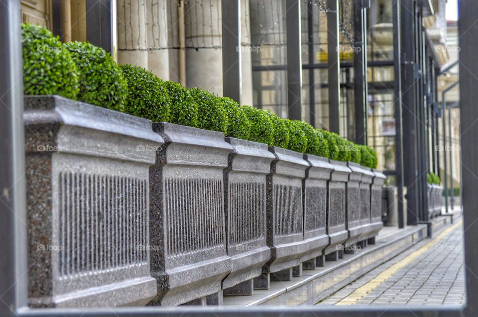 even rows of bushes in flower beds