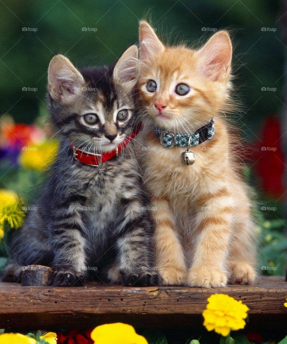 Two cute cats sitting close together surrounded by beautiful flowers.