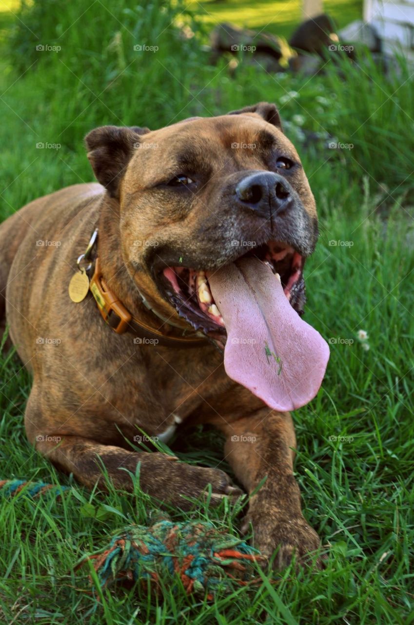 Dog, Mammal, Cute, Grass, Canine