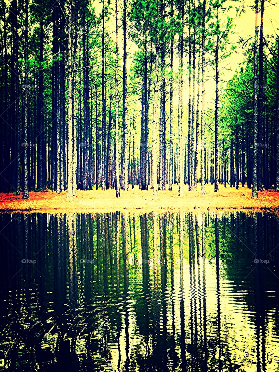 Pond Paradise. reflection of trees in a pond
