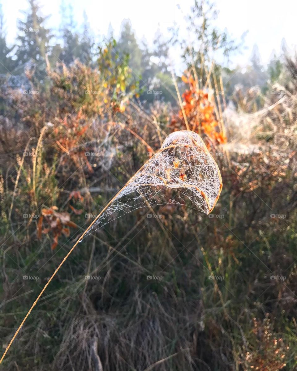 Spider cobweb at dawn, fall in the Netherlands