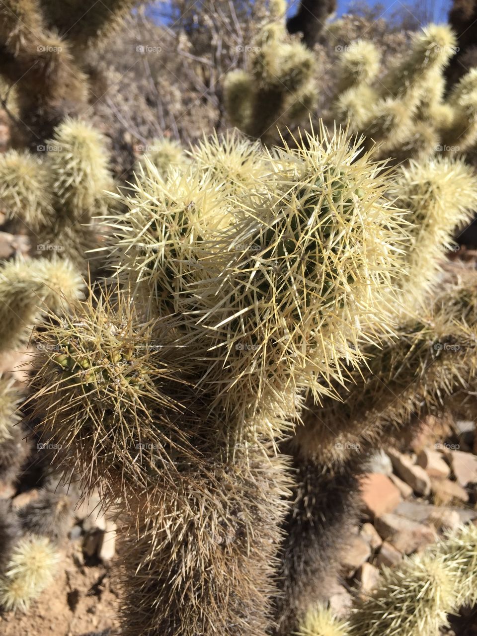 Desert Museum in Tucson, Arizona. “Teddy bear” cactus. You can look but don’t touch!