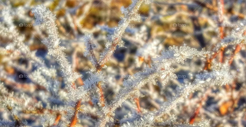 Icy bush