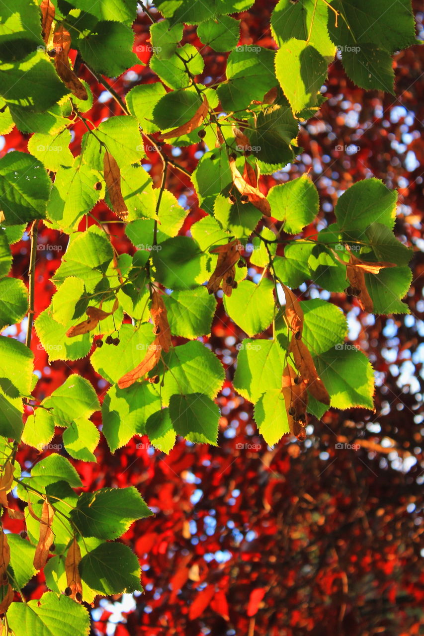 Red and green fall foliage