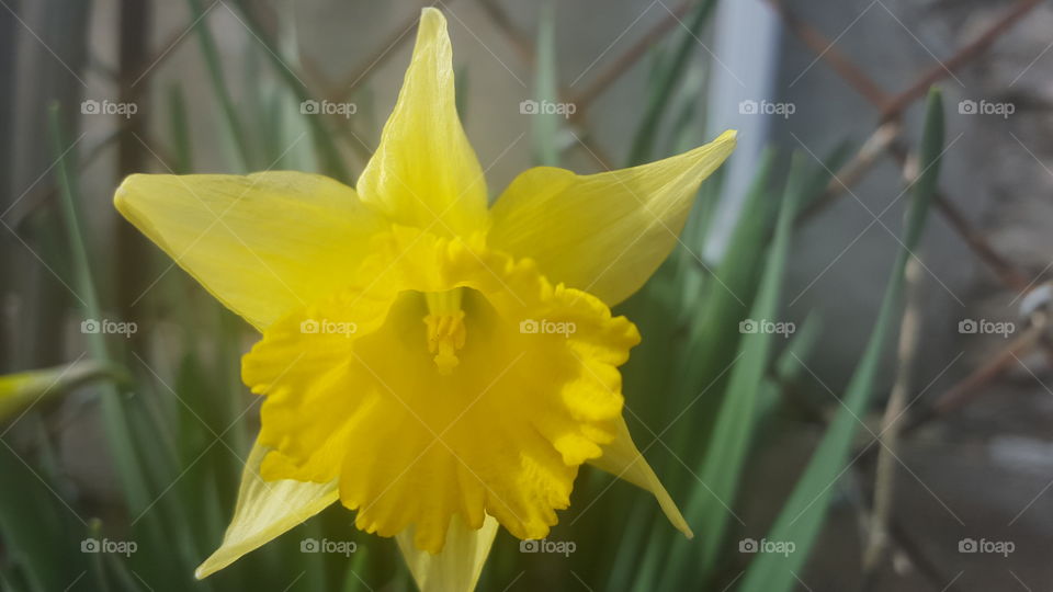 daffodils
