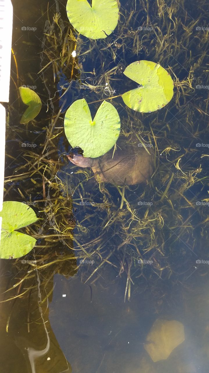 Turtle in the lake, Suntree Florida