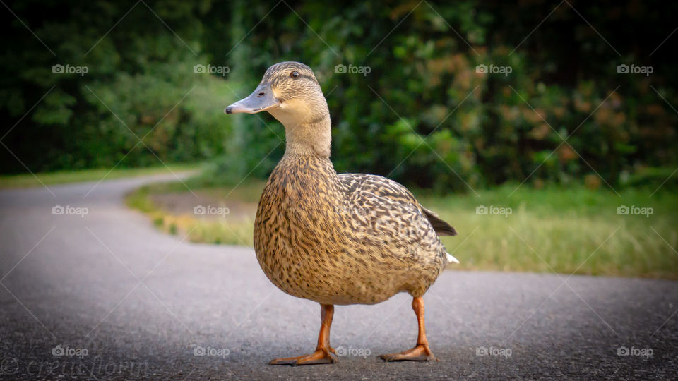 Duck Nature