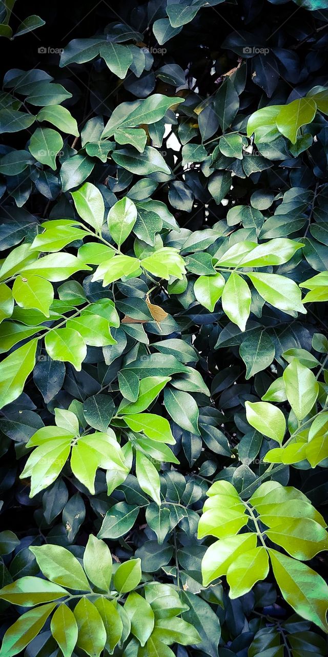 Green leaves background for mobile phone.