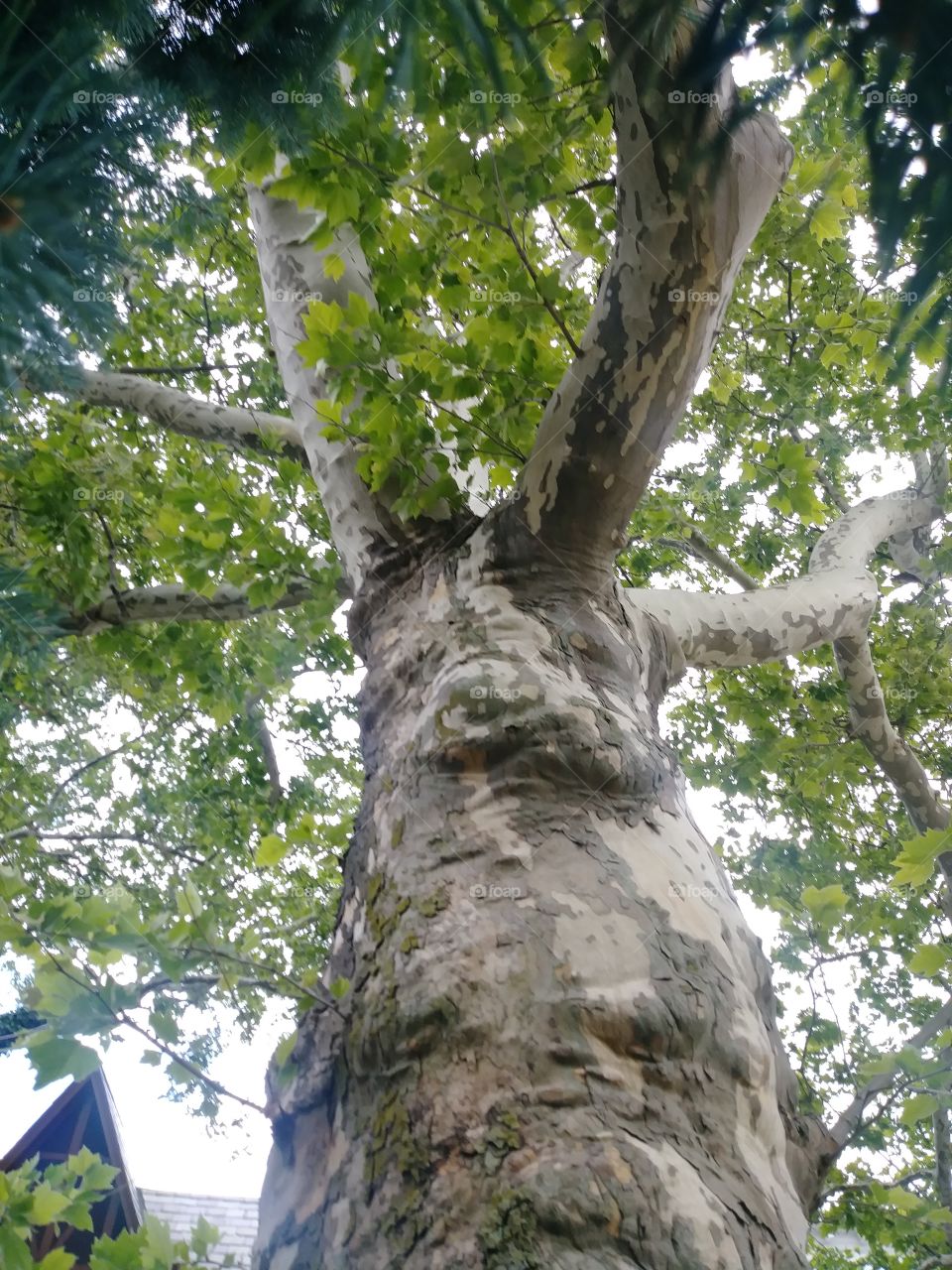 treetrunk