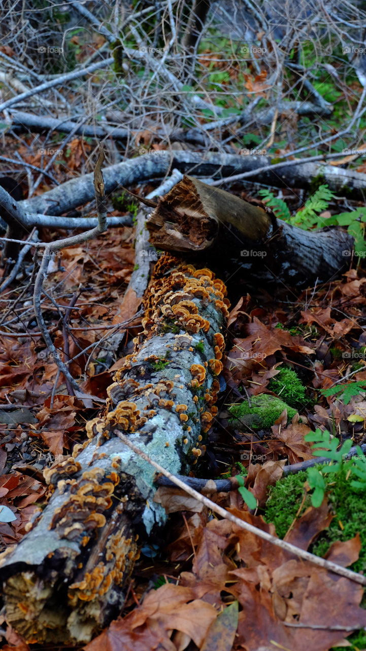 Turkey Tail mushroom on a log of wood in the forest