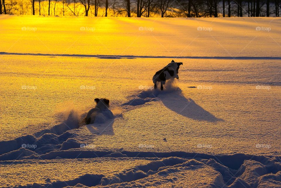 Dogs in sunset