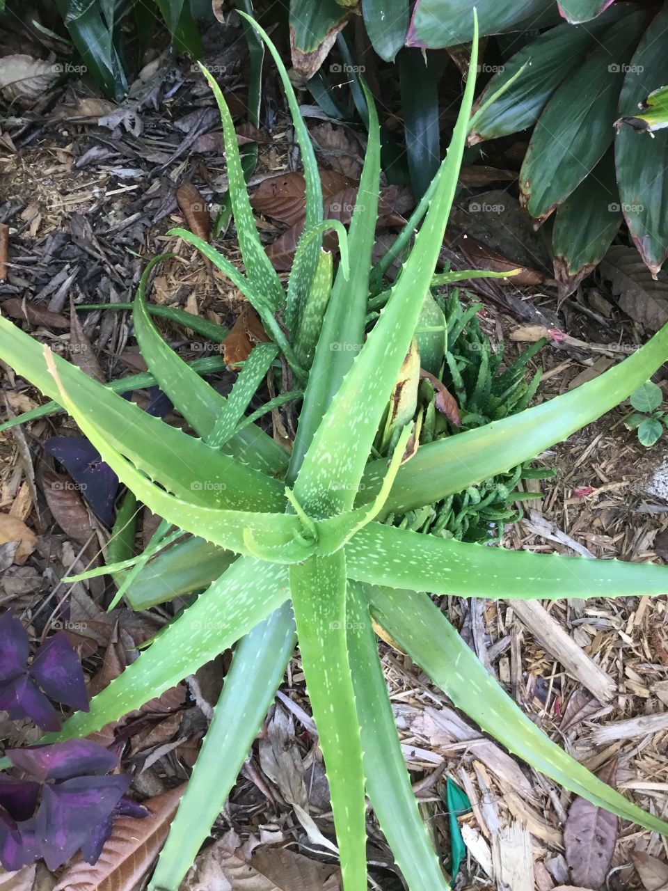 Close-up green aloe vera plant