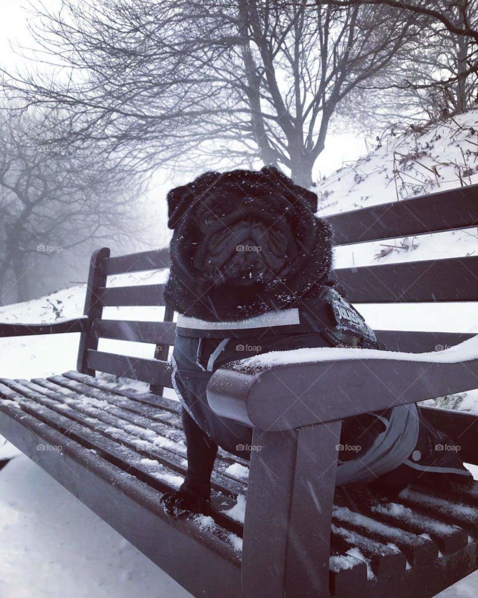 dog na neve cachorro pet