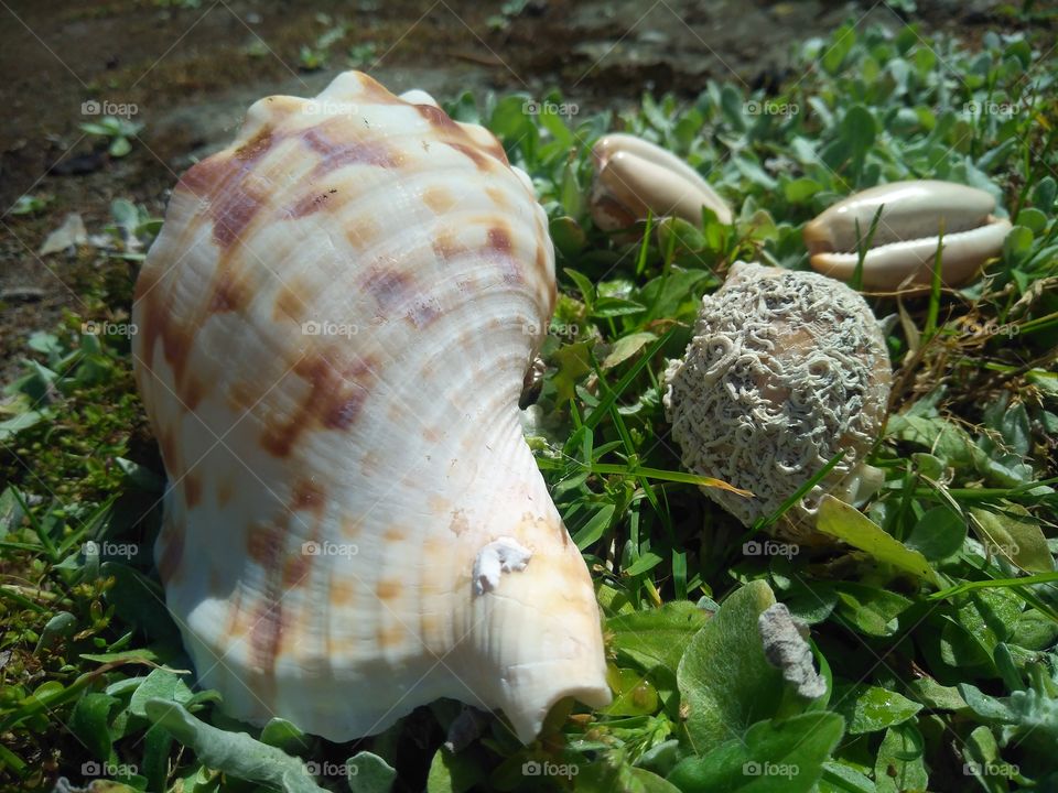Seashells in nature