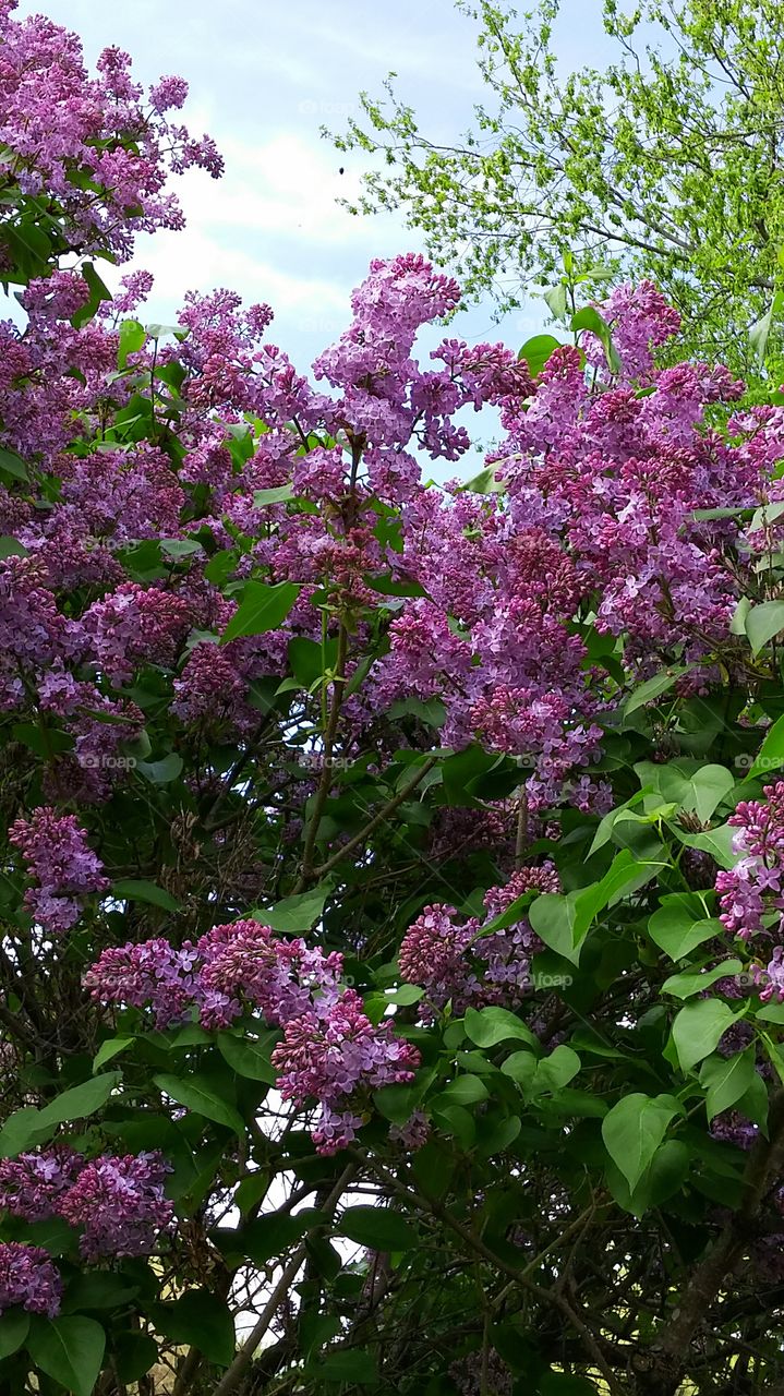 Purple Lilacs